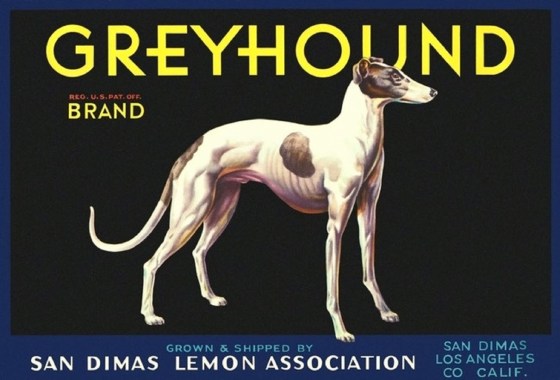 lemon labels dogs 7