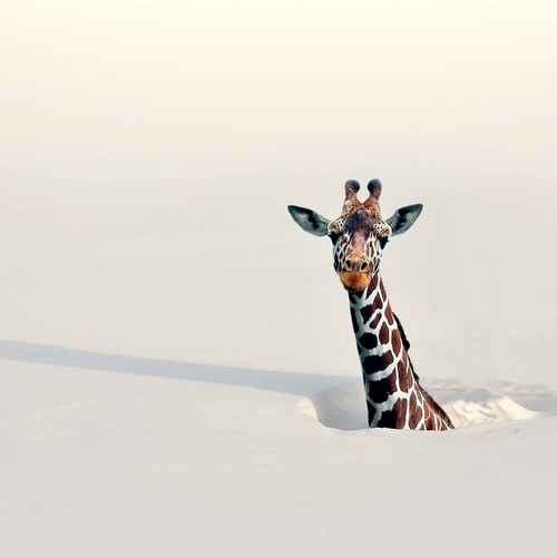 snow deep