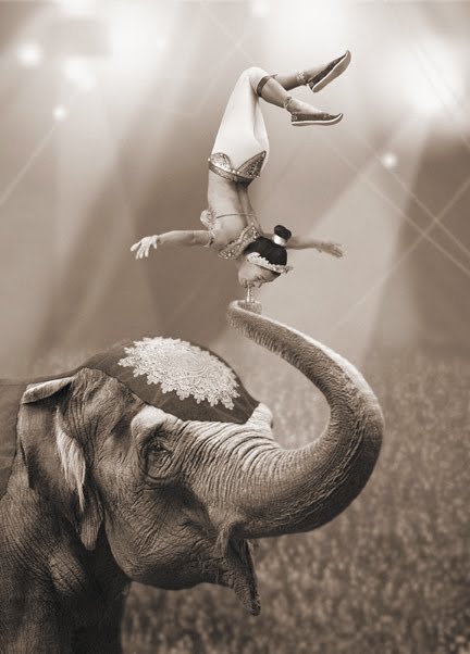 circus elephant