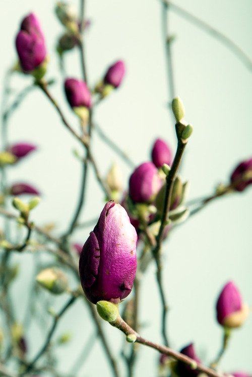 flower magnolia bud ryan edward scott