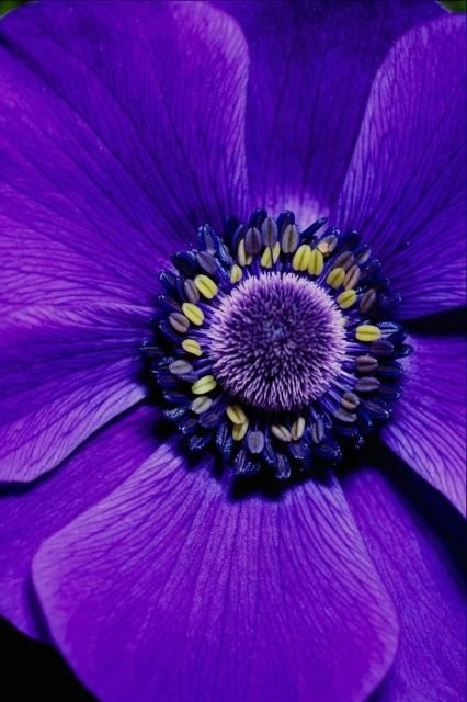 FLOWER PURPLE2