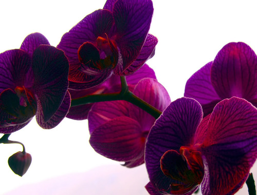 FLOWER PURPLE3