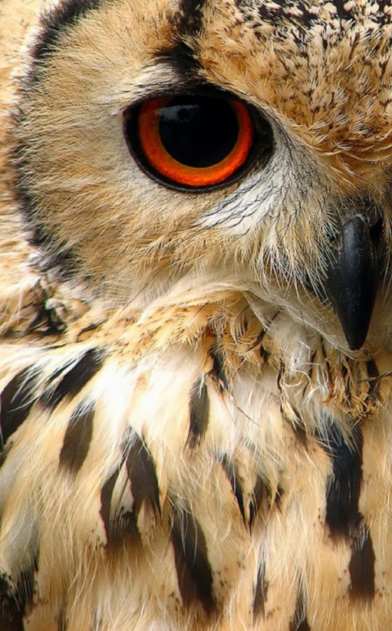 owl 5