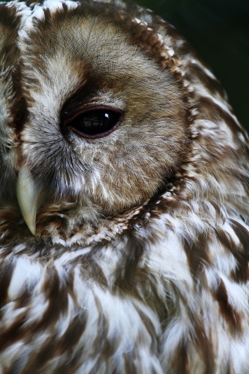 owl 6