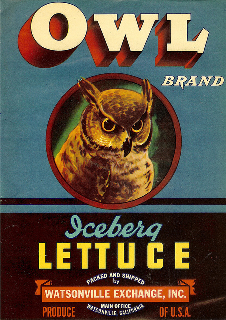 owl lettuce