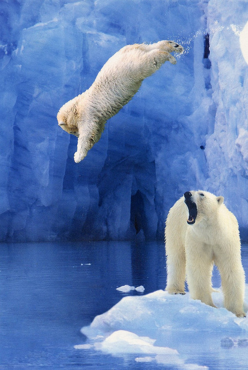polar bears 33