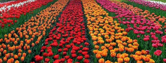 tulips 31280