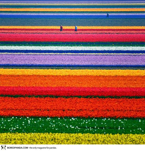 tulips holland