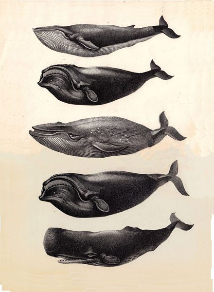 whale 23