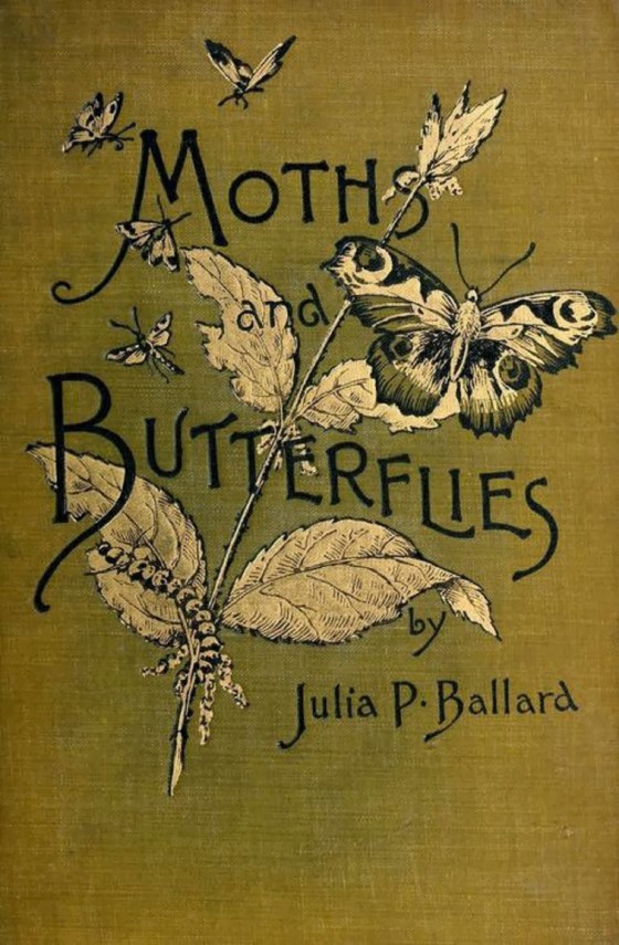 butterflies 344