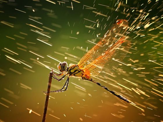 dragonfly-branch-rain_nat_geo