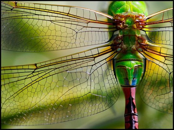 dragonfly katie barnes