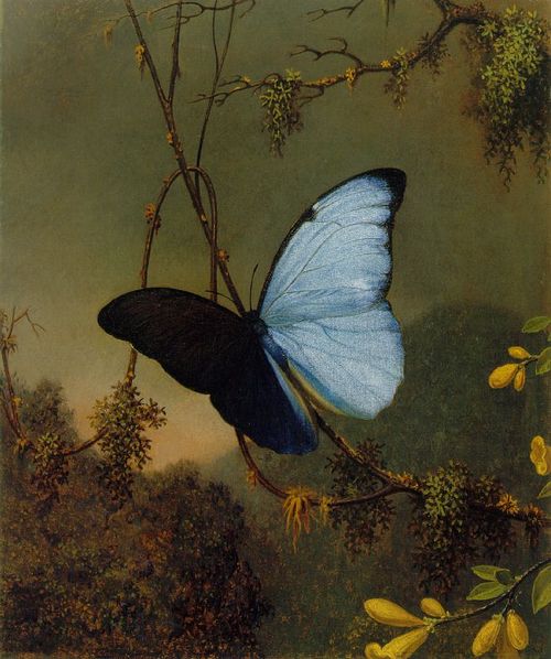 martin johnson heade 21