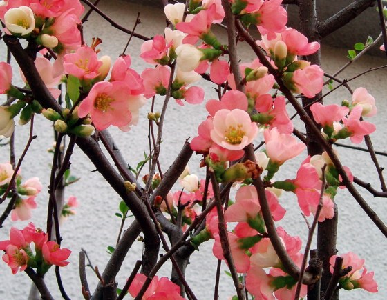 PINKchaenomeles speciosa