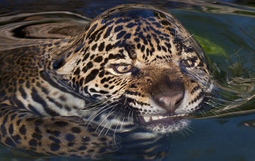 leopard swimming