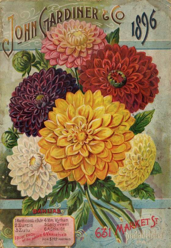 flower seed catalog 17608