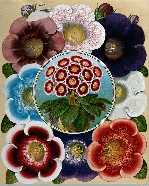 V0044280 Mixed flowers, all cultivars of the florist's gloxinia (Sinn