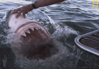 great white