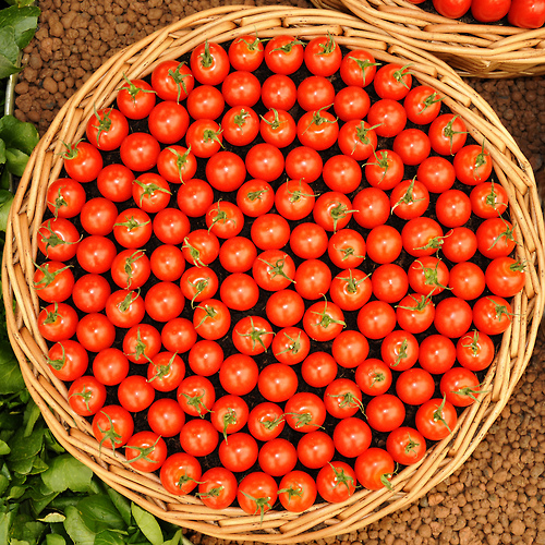 tomatoes 2