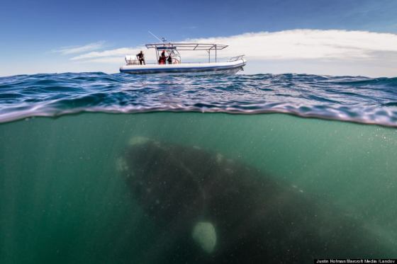 whale right