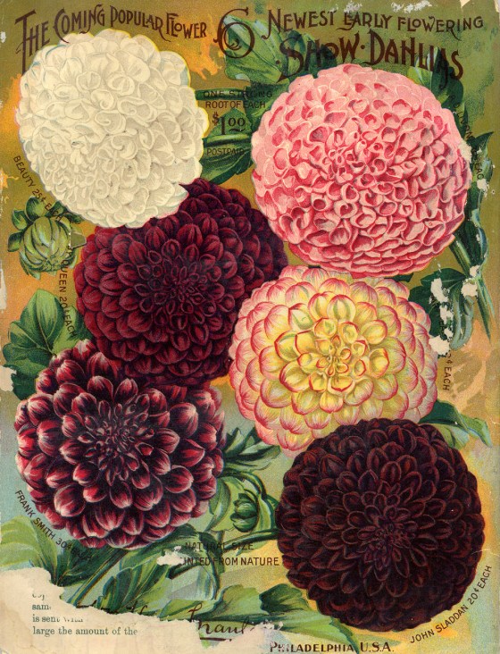 flower seed catalog 17609