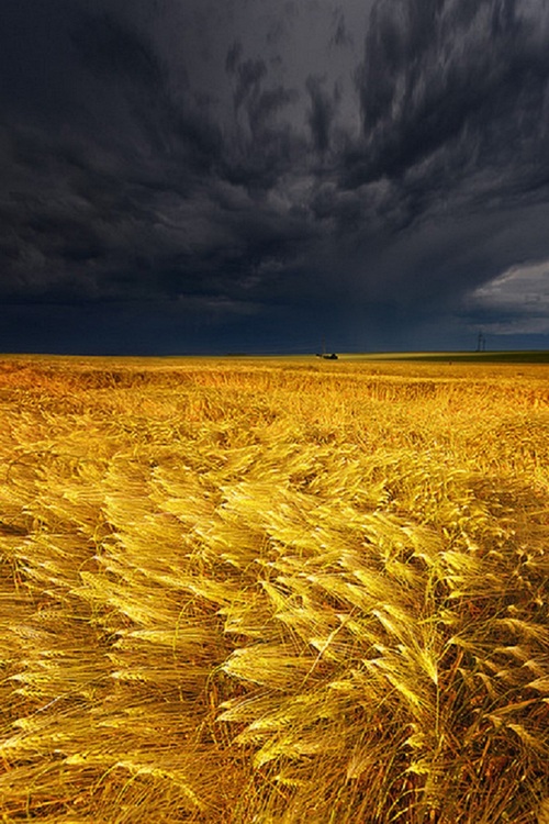 FIELD GERMANY PHILIPP KLINGER