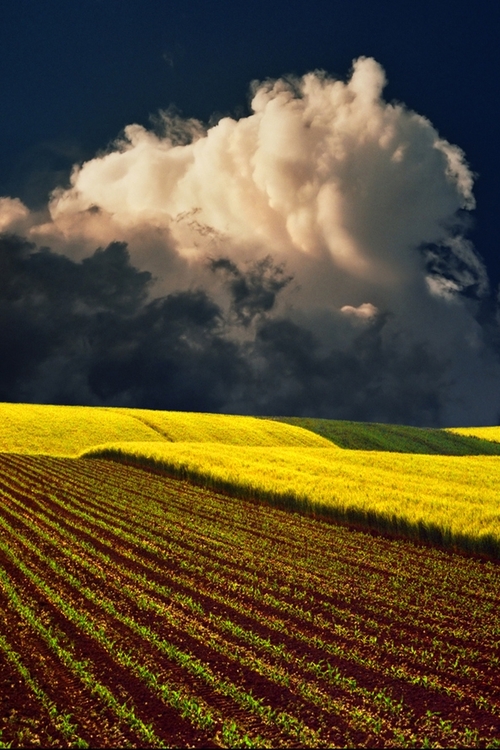 FIELD KATARINA STEFANOVIC