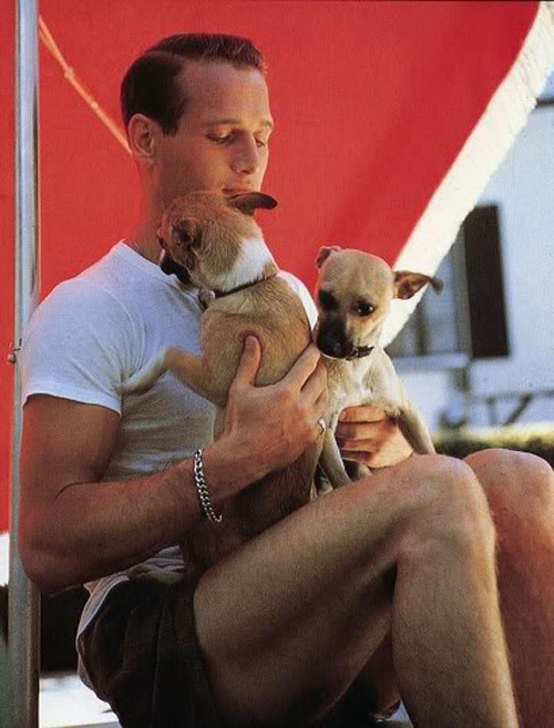 paul newman and pups