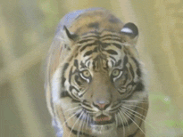 tiger GIF