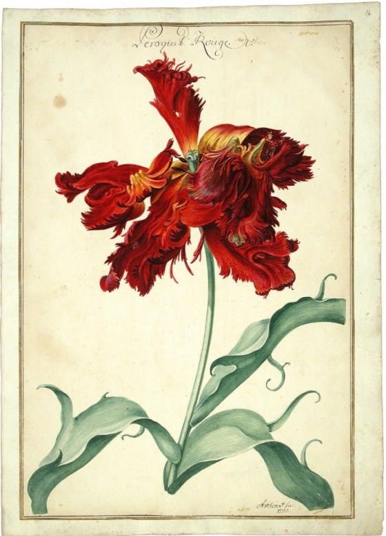 tulip parrot red
