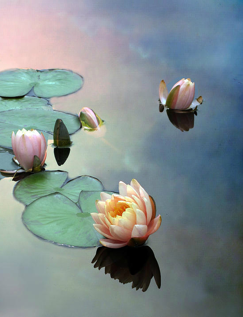 WATER LILIES 4