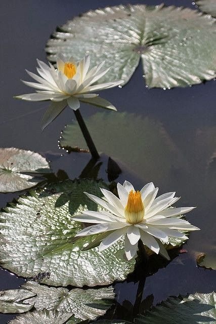 WATER LILIES 6