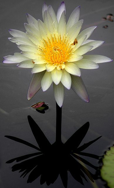 WATER LILIES 9