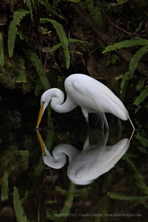 bird egret