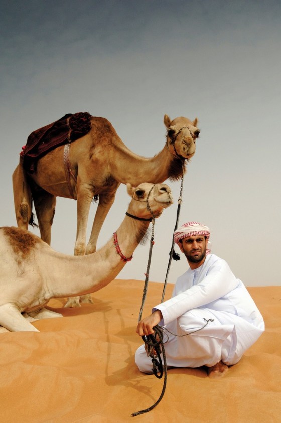 camels arab