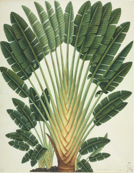 fan palm