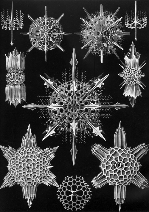 Haeckel 502