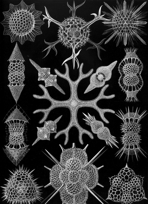 Haeckel 504