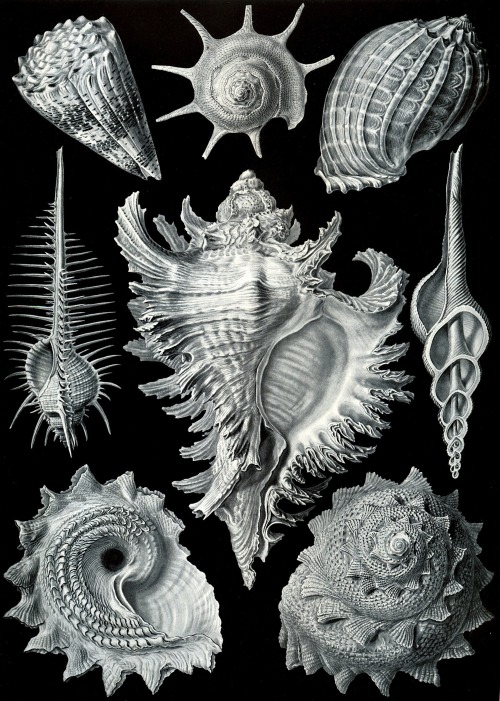 Haeckel 506