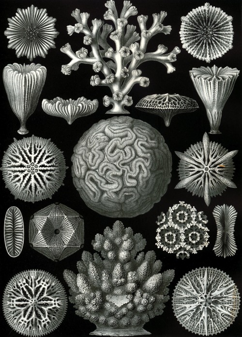 Haeckel 507
