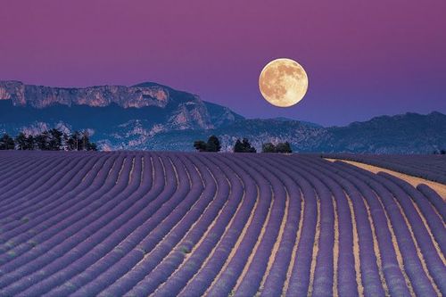 lavender moon