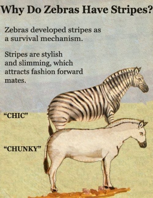zebra style