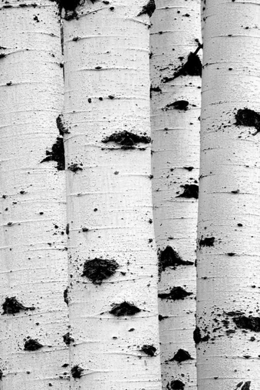 BIRCH