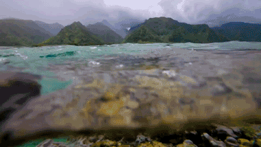 coral reef GIF