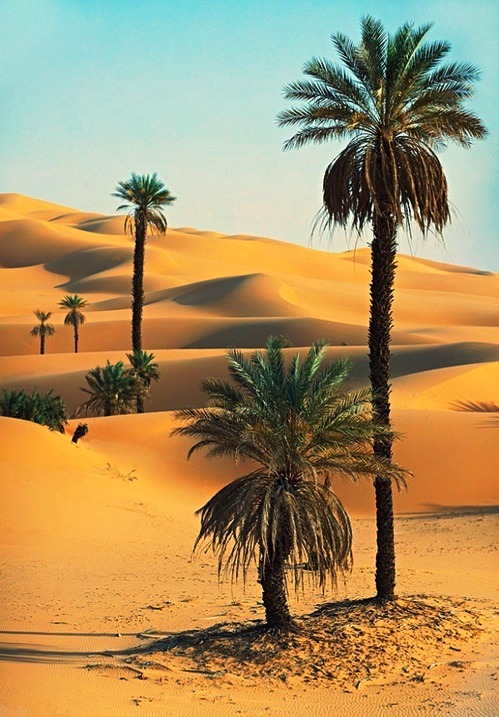 desert morocco