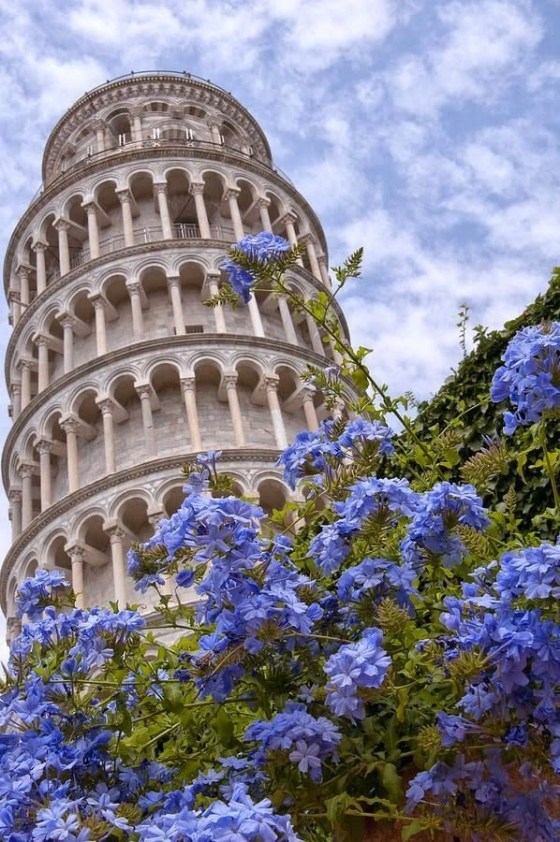 italy pisa plumbago