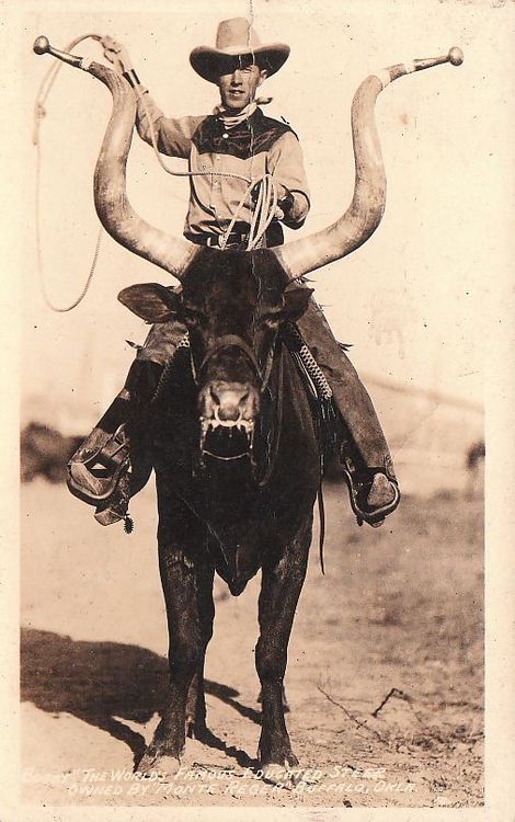cowboy steer