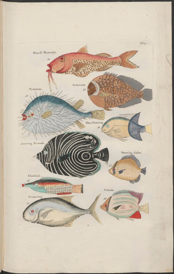 FISH  Samuel Fallours 2