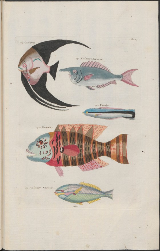 FISH  Samuel Fallours 3