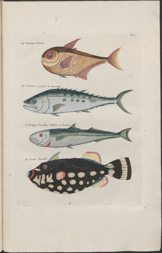 FISH  Samuel Fallours 4